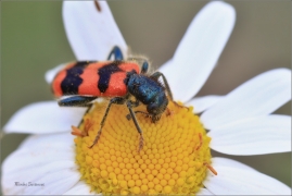<p>PESTROKOROVEČNÍK VČELOVÝ (Trichodes apiarius) --- /Gemeiner Bienenkäfer/</p>